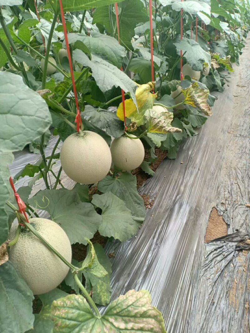 鲁厚甜网纹瓜实力代办一件代发对接各大电商