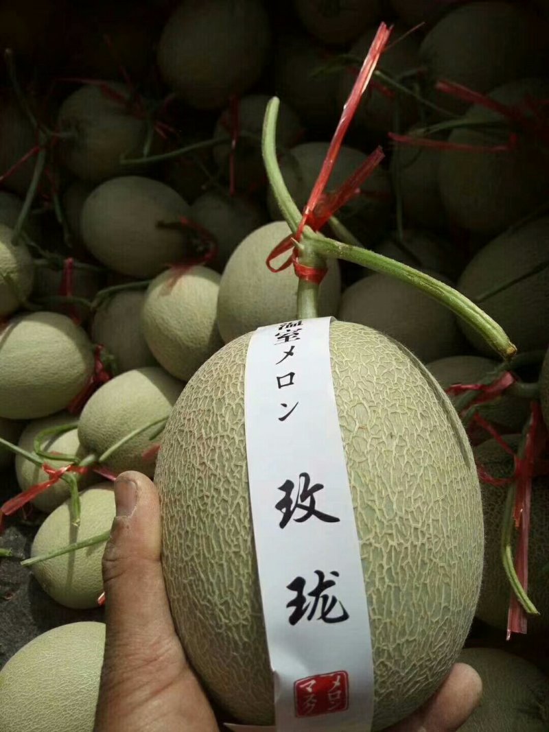 鲁厚甜网纹瓜实力代办一件代发对接各大电商