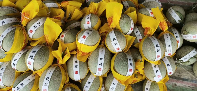 鲁厚甜网纹瓜实力代办一件代发对接各大电商