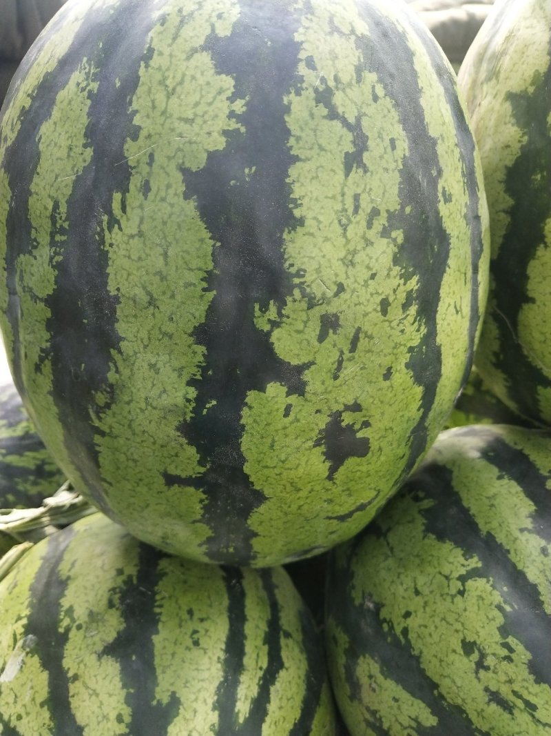 盖县万福西瓜漏次品瓜