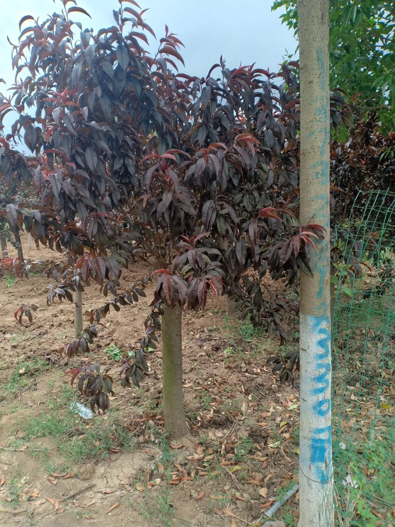 紫叶碧桃自家基地各种规格一手货源量大从优