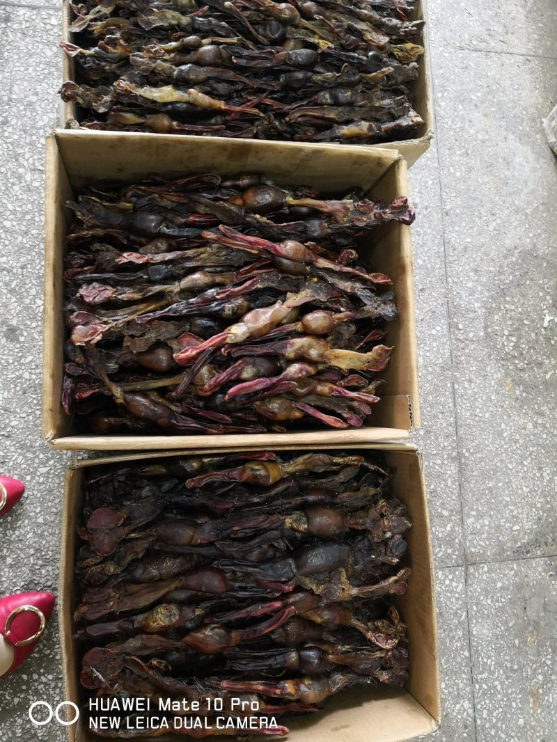 狗鞭中药材干货2个起包邮量大从优