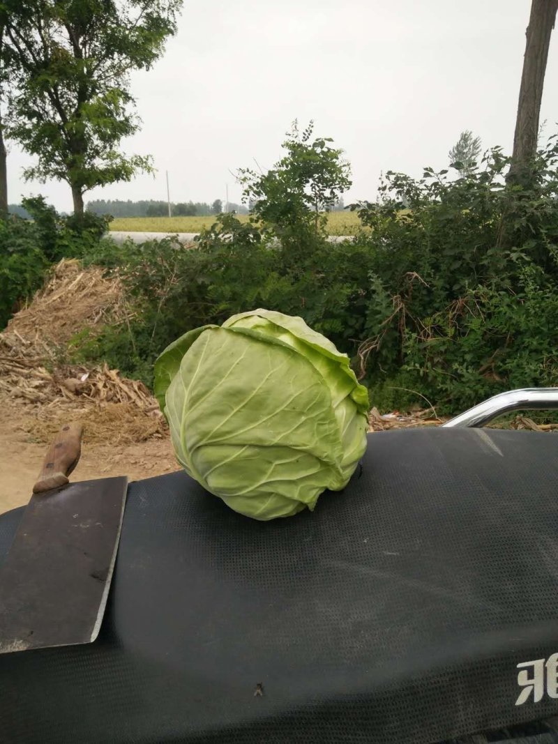 精品甘蓝