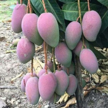 海南本地热带水果贵妃芒果