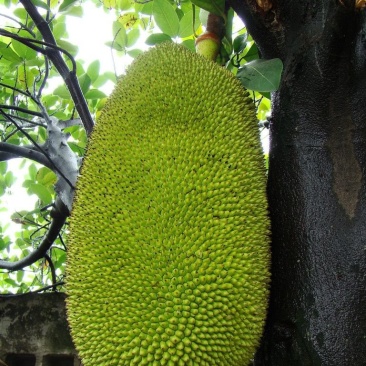 海南马来西亚品种热带水果菠萝蜜