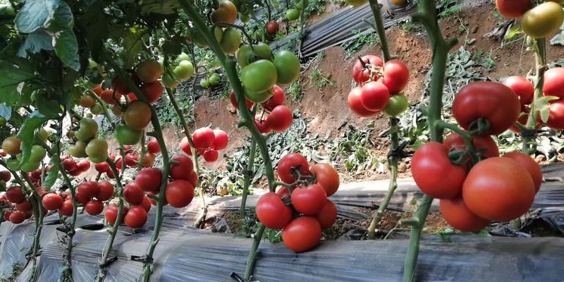 杂交优质石头番茄种子番茄种子西红柿种子红果石头番茄种子