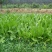 鲁梅克斯种子多年生牧草种子耐盐碱高产喂养猪鸡鸭鹅鱼兔子羊