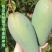 海南本地热带水果大青芒果