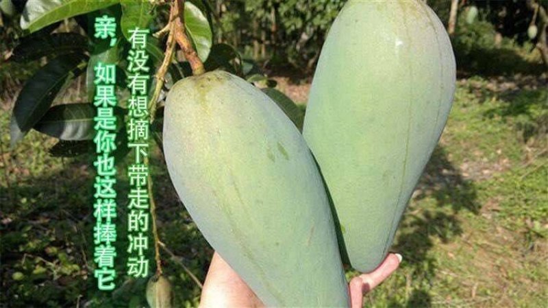 海南本地热带水果大青芒果