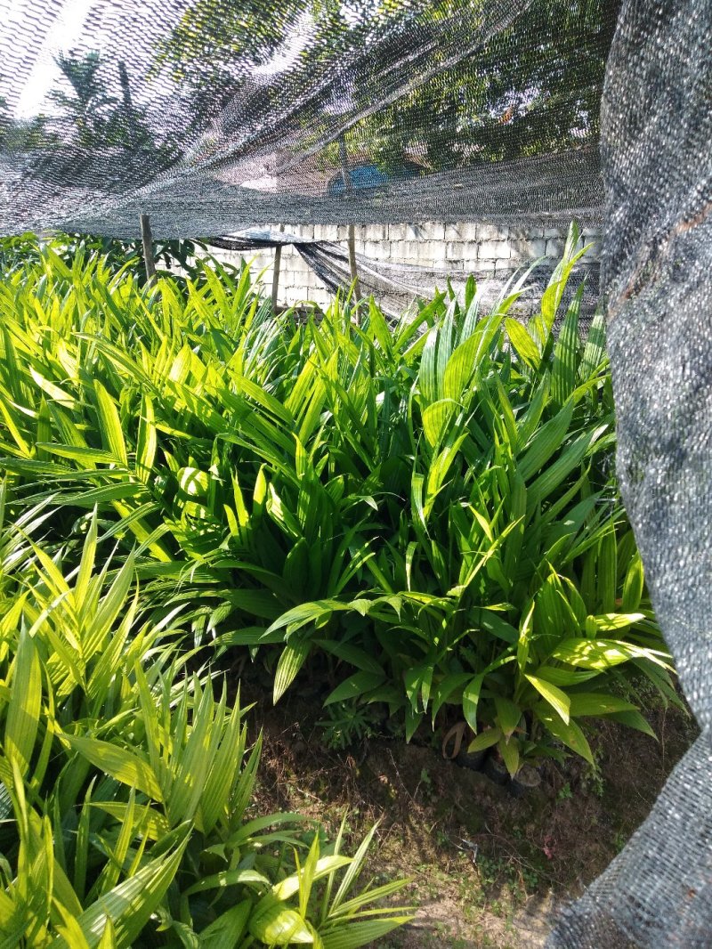 正宗海南本地槟榔苗，需要的联系