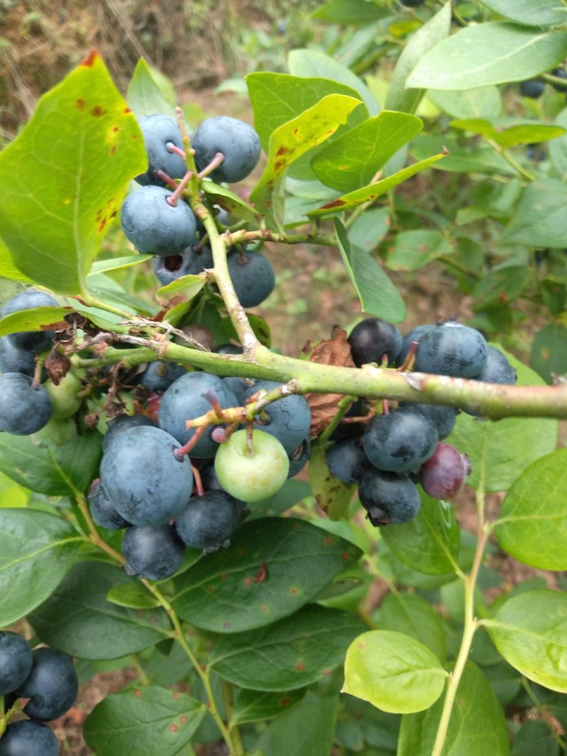蓝莓，蓝莓鲜果，