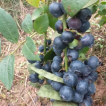 蓝莓，蓝莓鲜果，