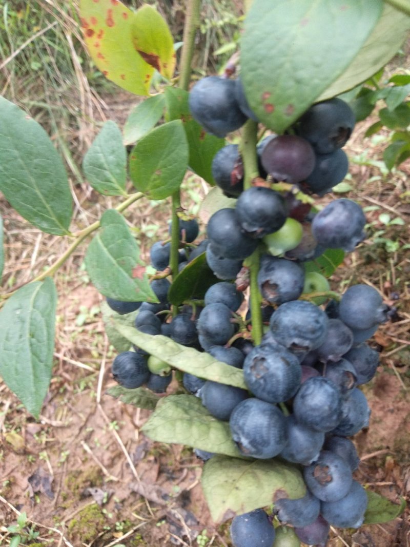 蓝莓，蓝莓鲜果，