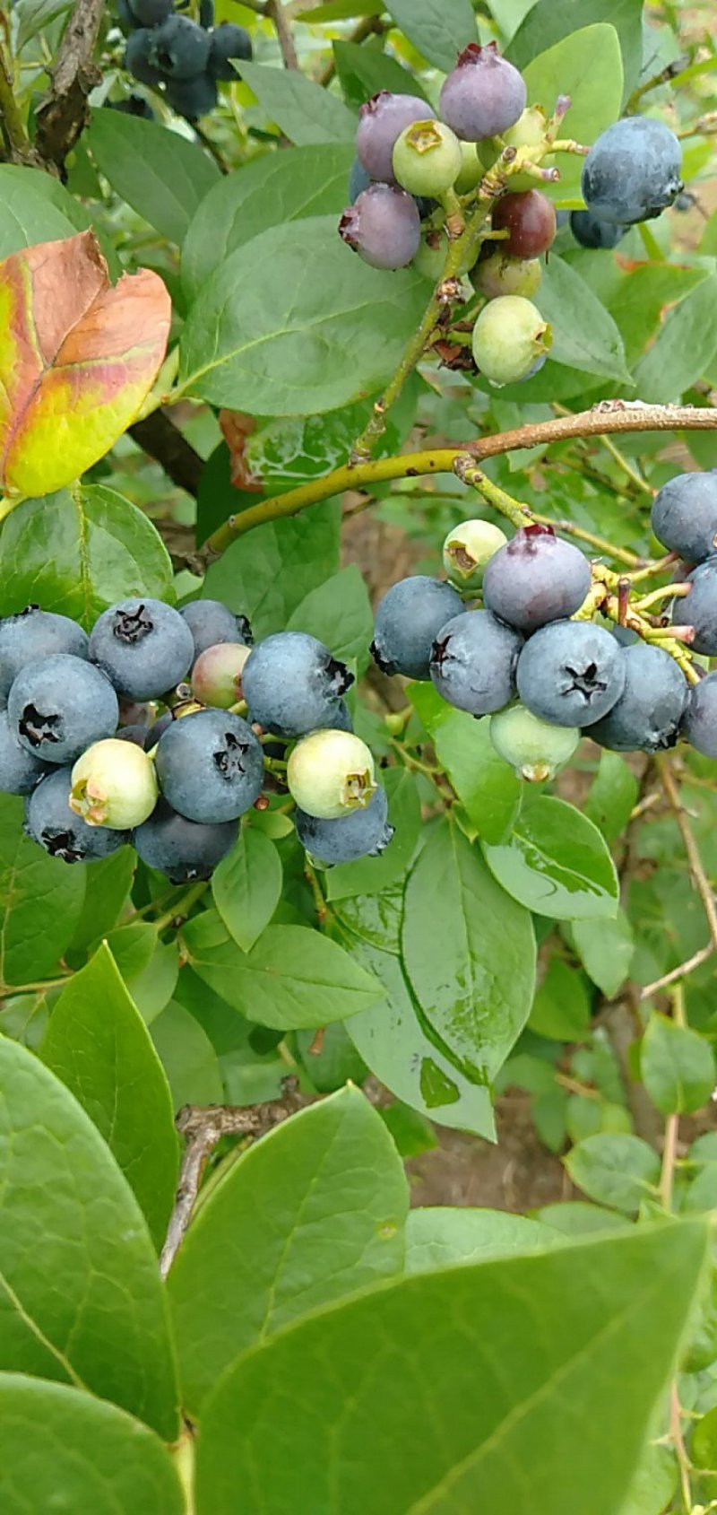 蓝莓，蓝莓鲜果，