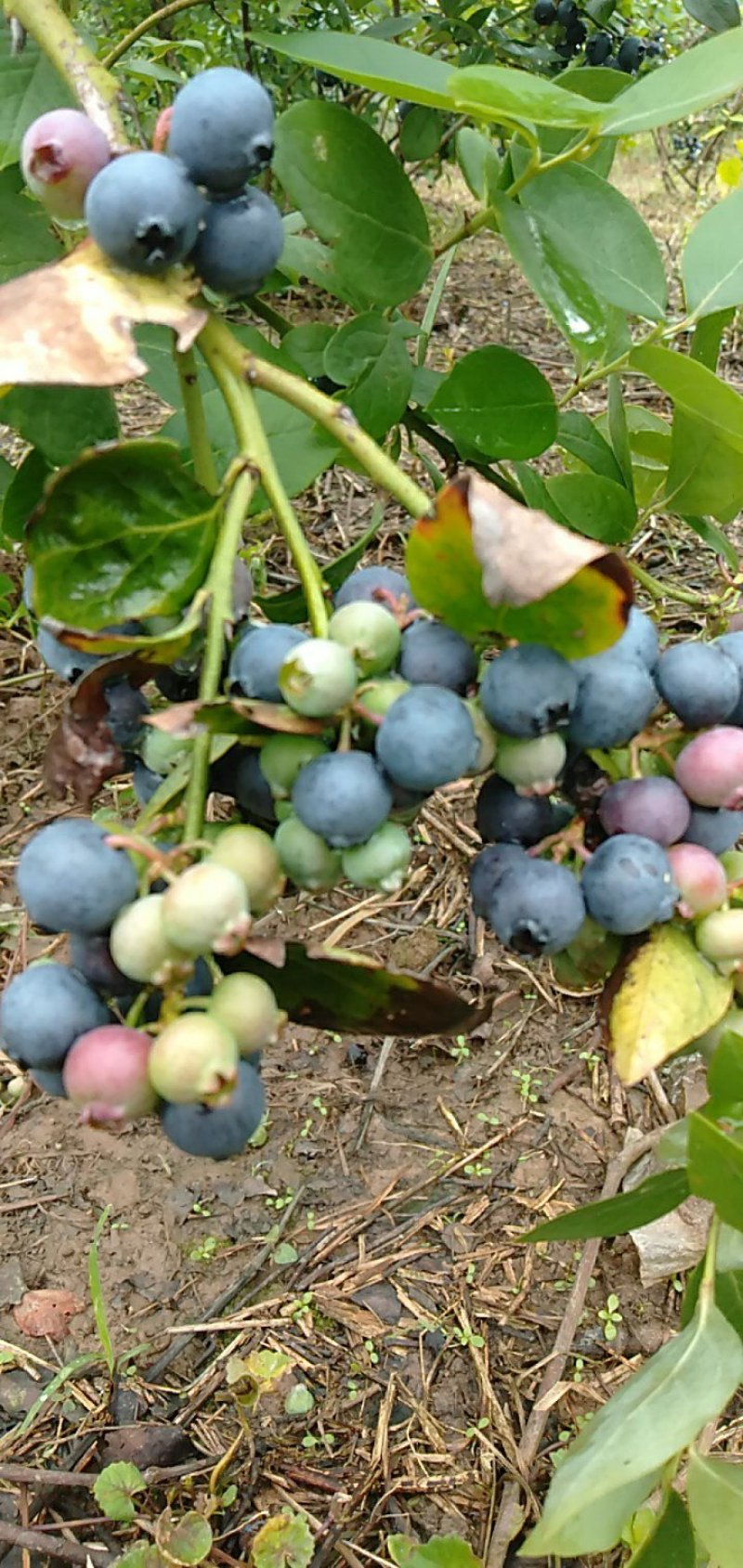蓝莓，蓝莓鲜果，