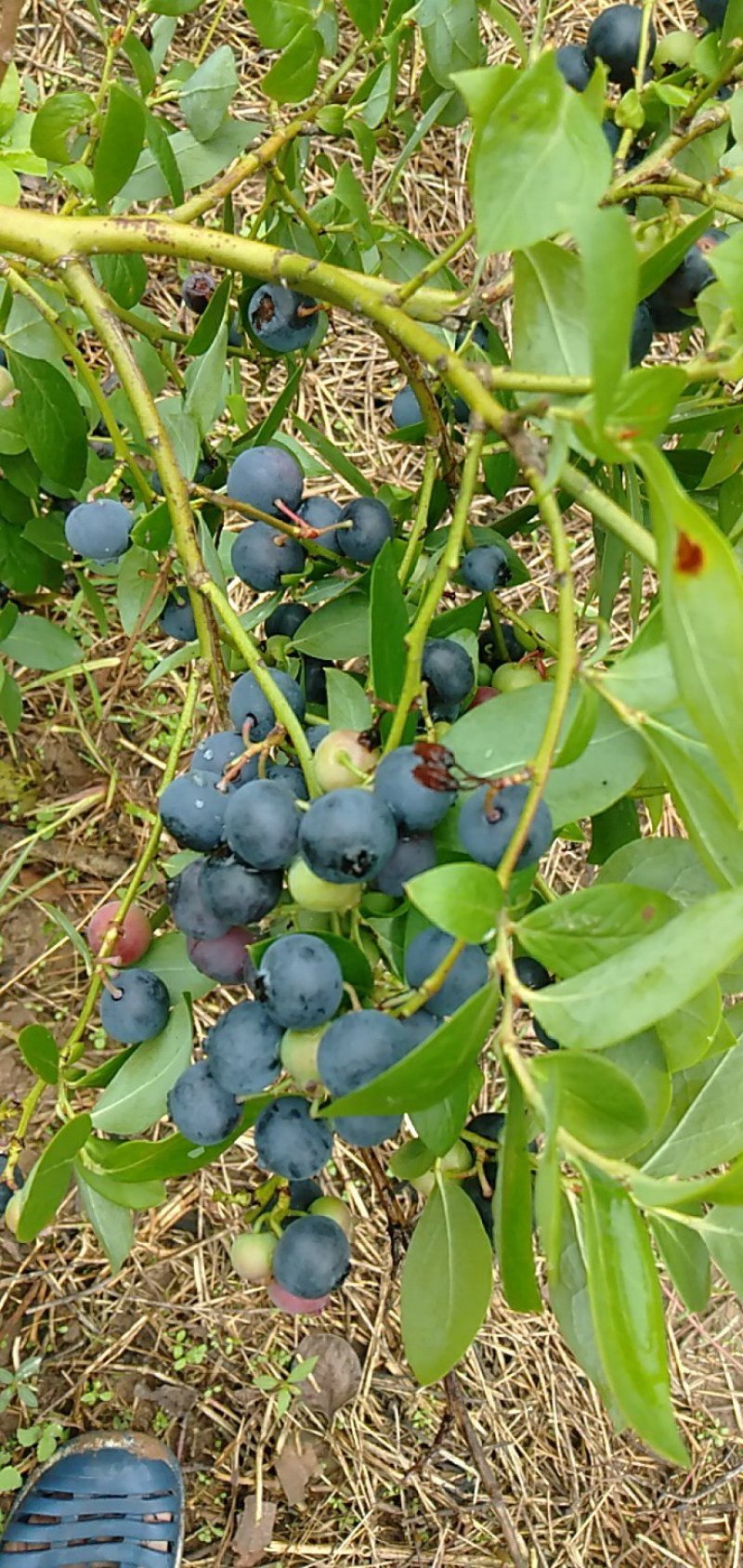 蓝莓，蓝莓鲜果，