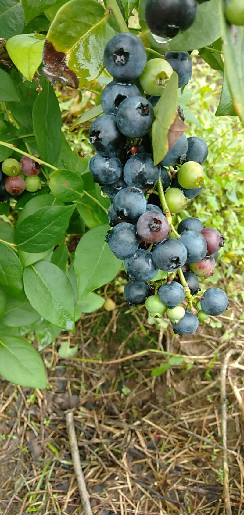 蓝莓，蓝莓鲜果，