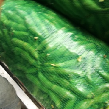 蚕豆