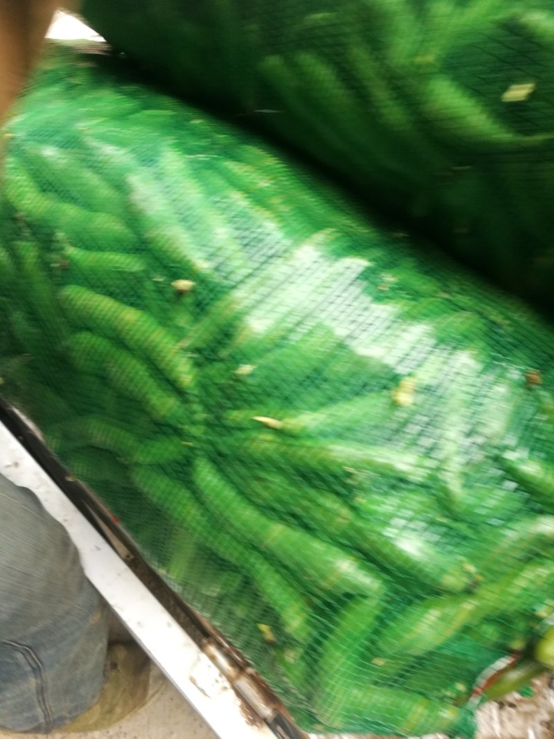 蚕豆