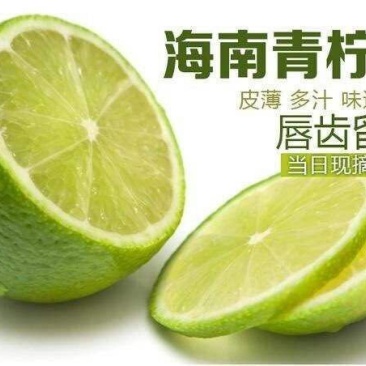 海南青柠檬批发