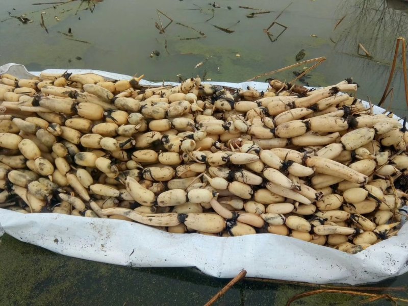 浅水藕种根莲藕种藕深水藕种高产食用莲藕种苗藕带苗藕苗