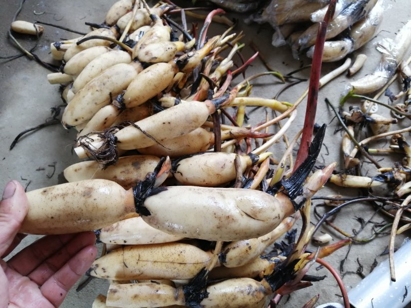 浅水藕种根莲藕种藕深水藕种高产食用莲藕种苗藕带苗藕苗