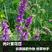 毛苕子种子光叶紫花苕种子应用果园绿肥蜜源牧草量大优惠
