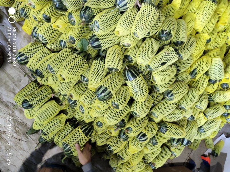 博洋九博洋八六一