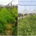 毛苕子种子光叶紫花苕种子应用果园绿肥蜜源牧草量大优惠