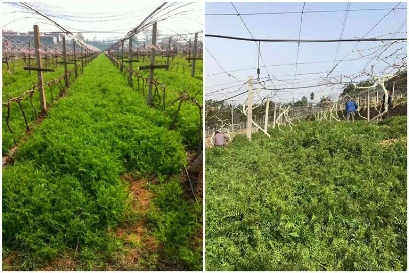 毛苕子种子光叶紫花苕种子应用果园绿肥蜜源牧草量大优惠