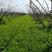 毛苕子种子光叶紫花苕种子应用果园绿肥蜜源牧草量大优惠