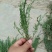 百蕊草，麦黄草
