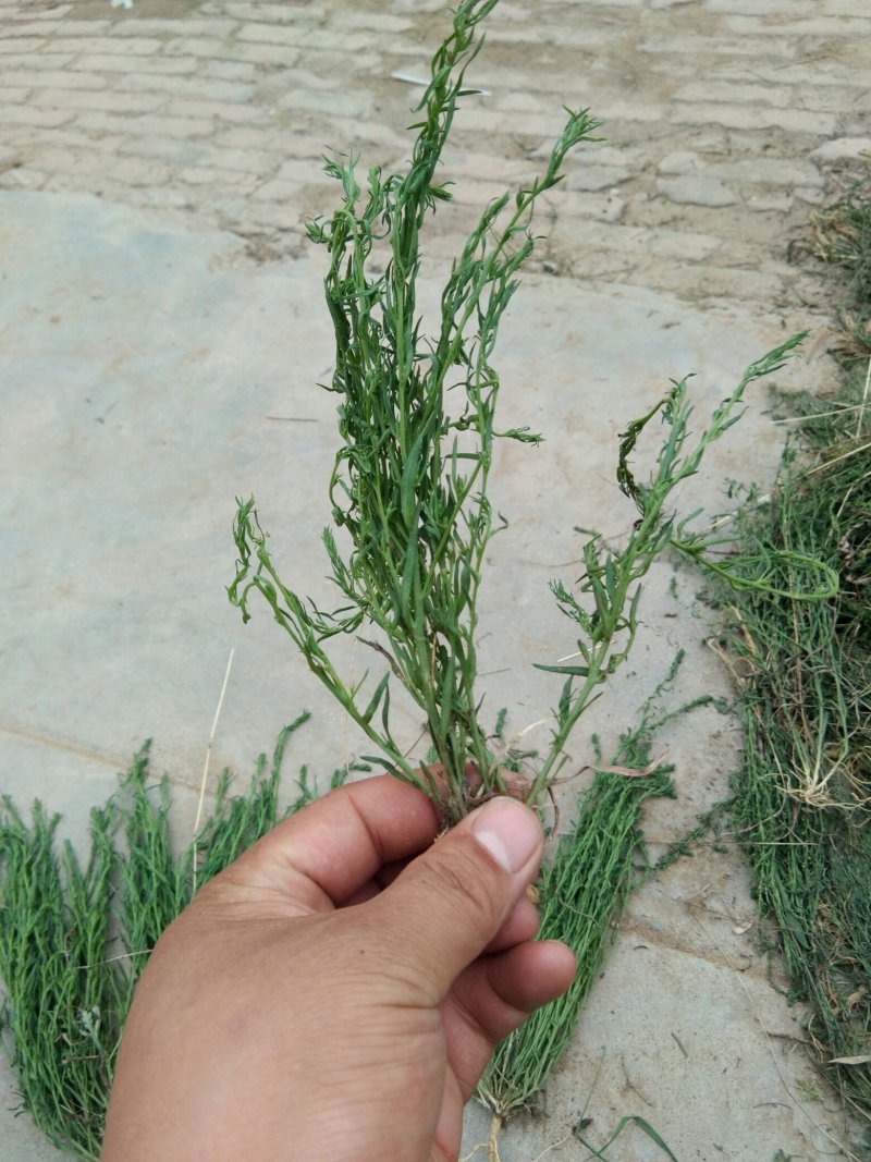 百蕊草，麦黄草