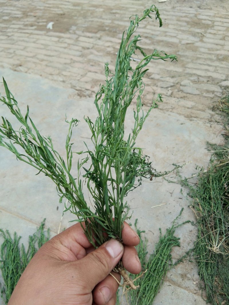 百蕊草，麦黄草