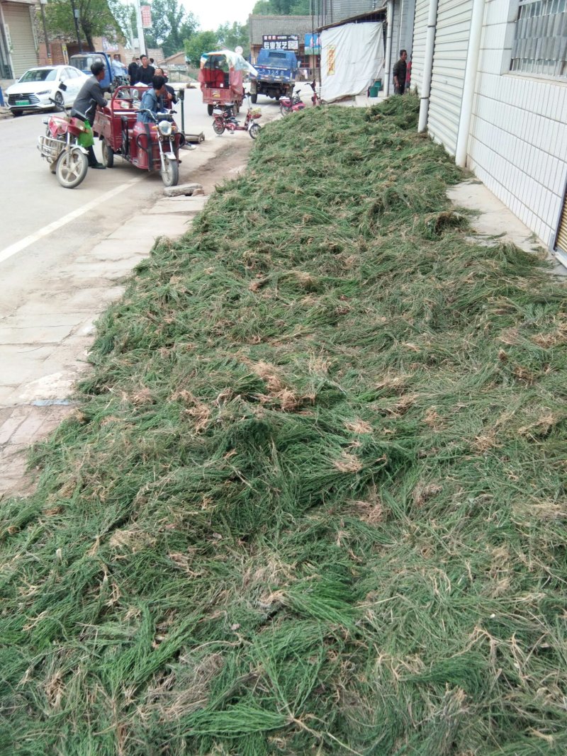 百蕊草，麦黄草