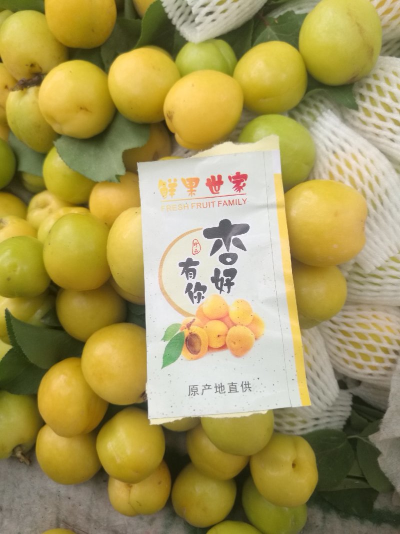 库车小白杏/新疆小白杏/轮台小白杏落地配冷链