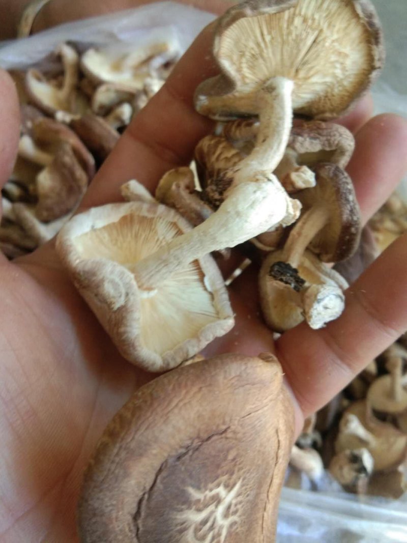 大凉山纯野生蘑菇，干货！