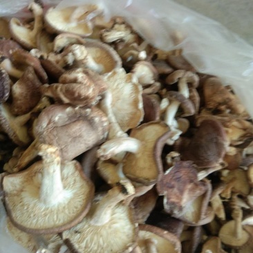 大凉山纯野生蘑菇，干货！