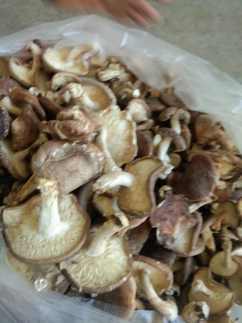大凉山纯野生蘑菇，干货！