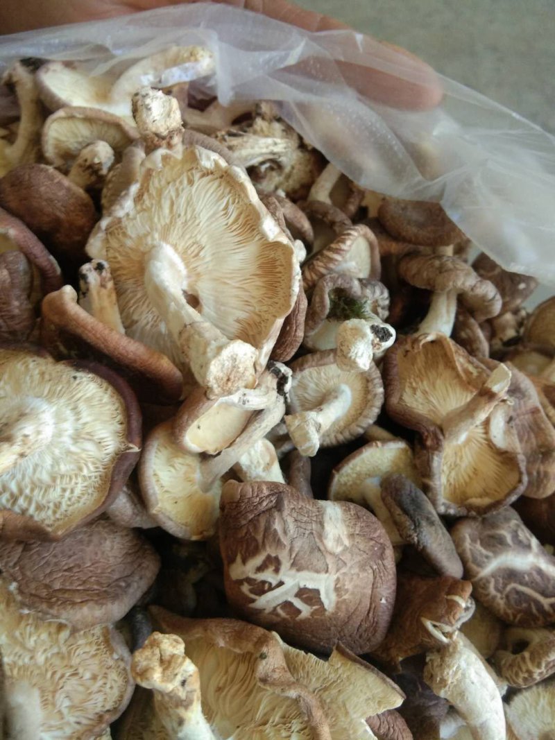 大凉山纯野生蘑菇，干货！