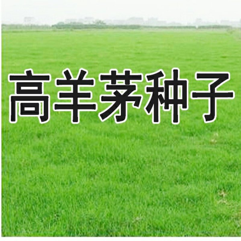 进口高羊茅种子耐践踏庭院道路护坡种子绿化草皮耐寒易种植