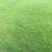 进口高羊茅种子耐践踏庭院道路护坡种子绿化草皮耐寒易种植