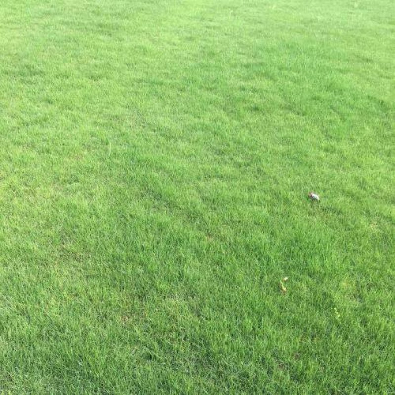 进口高羊茅种子耐践踏庭院道路护坡种子绿化草皮耐寒易种植