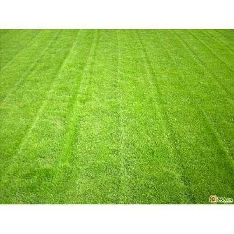 进口高羊茅种子耐践踏庭院道路护坡种子绿化草皮耐寒易种植