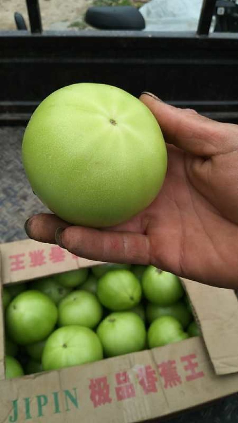 青西红柿