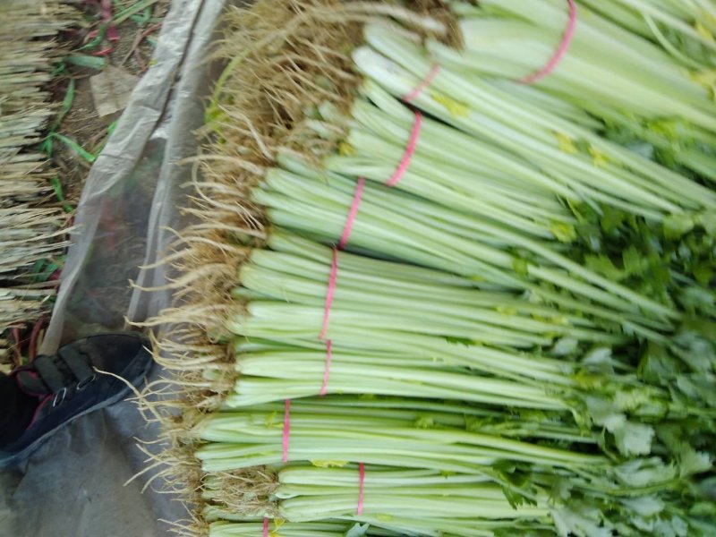 香芹45cm以上叶绿，根小。