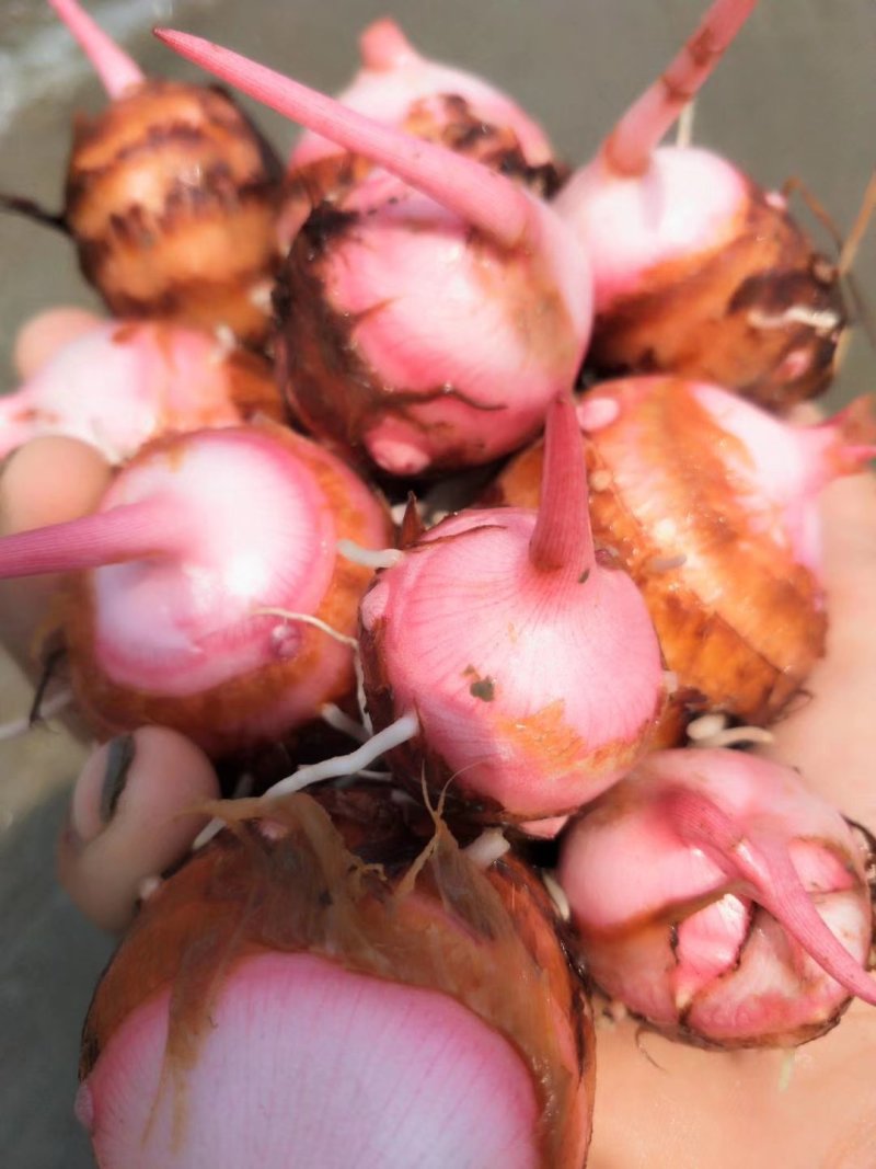 精品红芽芋，芋头，产地直发大量上市人工筛选欢迎电联