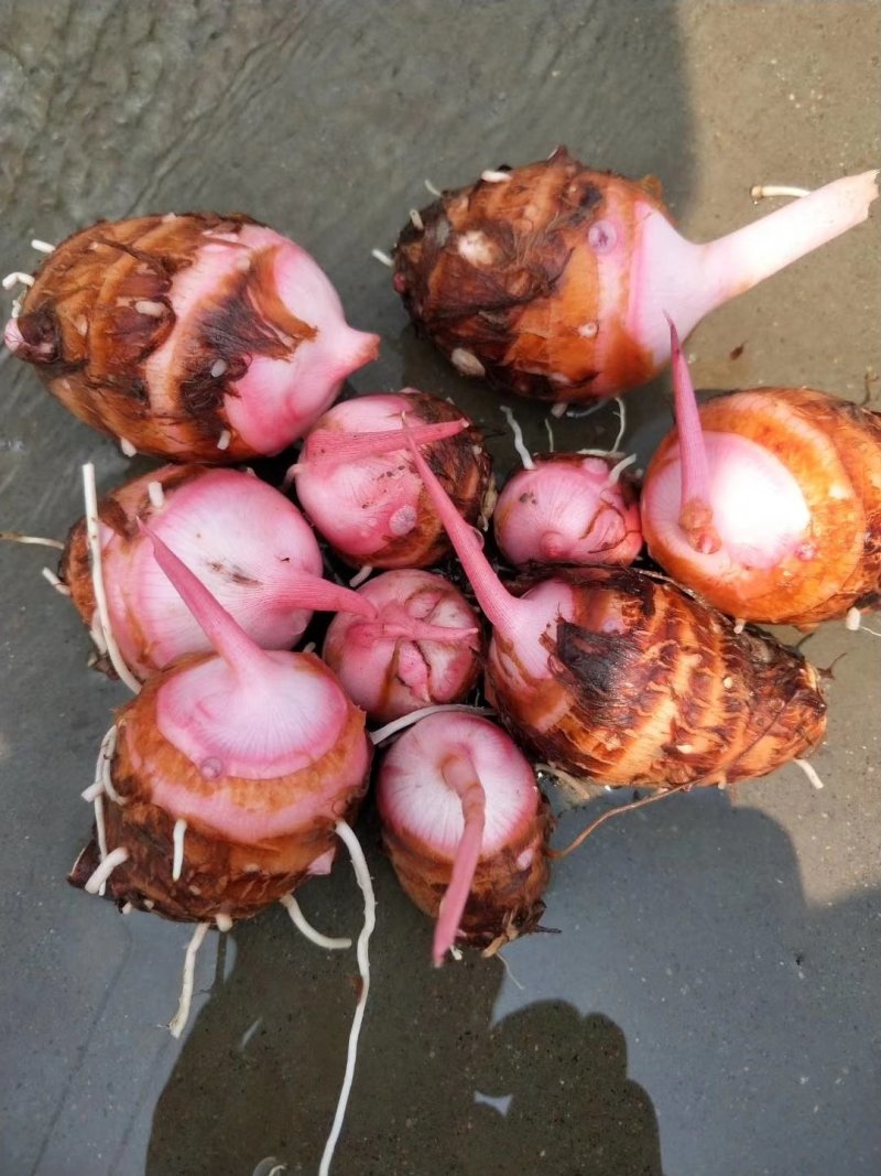 精品红芽芋，芋头，产地直发大量上市人工筛选欢迎电联