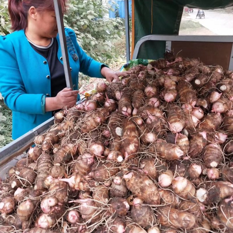 精品红芽芋，芋头，产地直发大量上市人工筛选欢迎电联