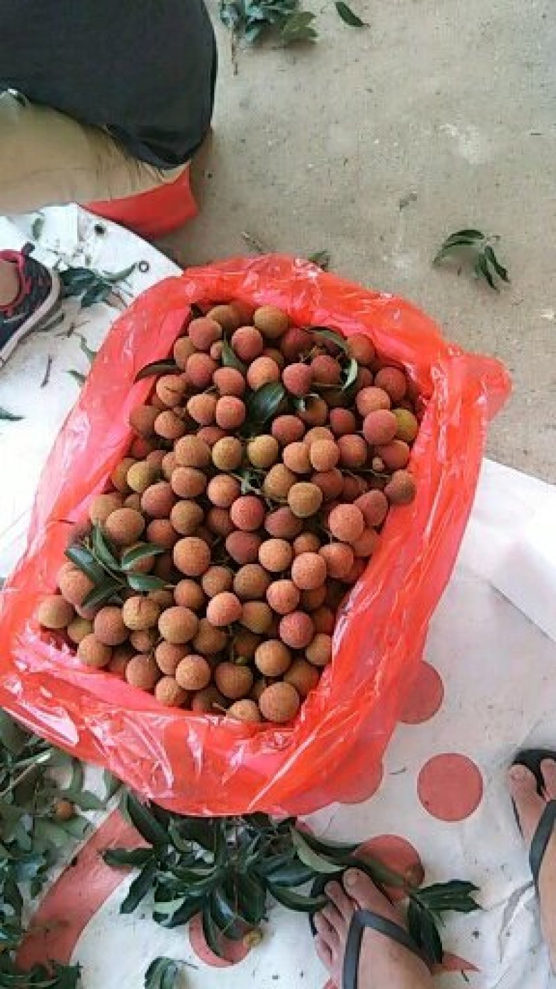 白糖罂。